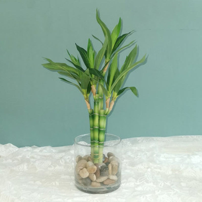 Aquarium Fish Farm - Nowa 40cm sztuczna roślina Lucky Bamboo,