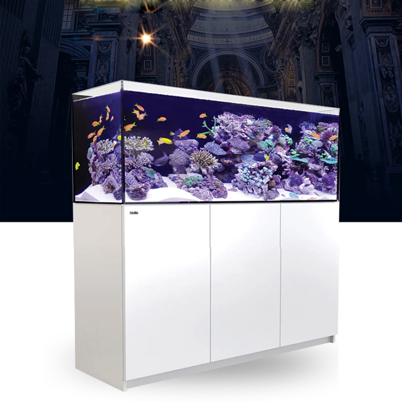 2026 Gorąca Sprzedaż Hurtowa N – Aquarium Fish And Price recenzja i cena
